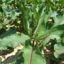 금강초등학교 이미지