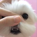 멍멍개야 Daum카페