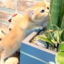 펫어디가 | 오산고양이분양 어디가 좋을까? 요미펫 솔직 후기!