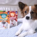 포썸(Pawsome) 이미지