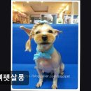 삐삐펫살롱 네이버블로그