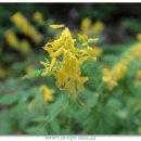 야생화마을펜션민박 이미지