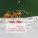 불개미 이미지