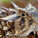 이구아나 이미지