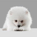 하얀강아지 이미지