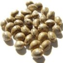 대마씨의 효능 [햄프씨드(Hemp Seed)] 이미지