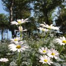 서구노인복지관(11) 이미지