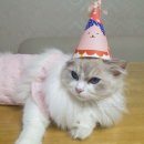 블루랙돌 | 랙돌캐터리 입양후기｜안양 집사님 댁 루이 1살 근황 (블루 링스 바이컬러)