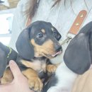 행복한강아지 이미지