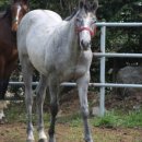 호재목장 이미지