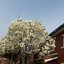 목련어린이공원 | 서울 목련 명소 삼청동 코리아 게스트하우스 &amp; 용산공원 목련 실시간