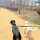 강아지 대공원 | 🐶 강아지 산책 추천｜인천대공원 반려견 운동장 솔직 후기 (대형견 가능)