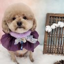 복이네도그살롱 이미지