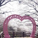 안산벚꽃음악회 | 2026 서대문 봄빛축제 다녀온 후기🌸 안산~홍제천 벚꽃 명소 완벽 정리