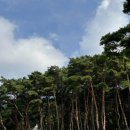 유가사등산로 이미지