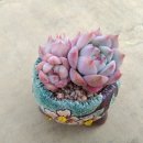 플로아