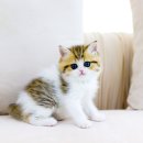 분당고양이분양 고사남 이미지