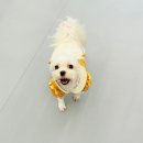 댕댕학당 | 주안 애견유치원 댕댕학당 아직도 다니는 내돈내산 후기