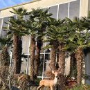 간절곶원예힐링하우스 | 남해 원예예술촌 카페 추천 | 전통차 맛집 그린티하우스