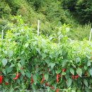 메밀목장 이미지