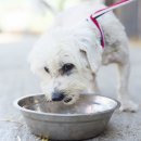 오뜨동물의료센터 이미지