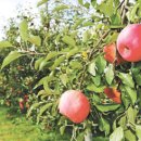 충주참기름 이미지