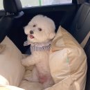 주인아 까까사줘 이미지