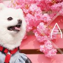 아띠지기 이미지