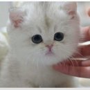 부산고양이분양 모나미네코 동래점 | 사랑스러운 고양이들과의 만남, 부산고양이분양 모나미네코 해운대본점 후기