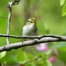 어청도의 노랑허리솔새(Pallas's Leaf Warbler) 이미지