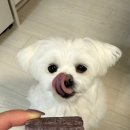 슈퍼베리 | 코스트코 강아지 덴탈껌 추천🐶 | 슈퍼로우 베리츄 내돈내산 후기💜