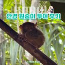 6317 | 보홀 안경원숭이 투어 후기｜위치·입장료·일정 한 번에 정리