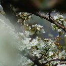 배꽃농장 이미지