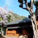 울릉벚꽃 이미지