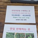 백설연차 이미지