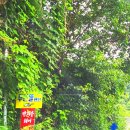 푸른뜰독채펜션 이미지