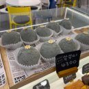 로로네베이커리