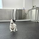 으뜸반려견유치원 이미지