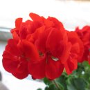 행복한날들 이미지