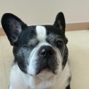 케어앤라이프 | 강아지 아토피 사료 | 본아페티 스킨앤퍼케어 노견 급여 후기