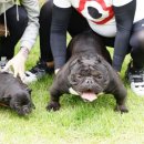 아메리칸 불리 하우스 이미지