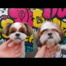 도그핏애견샵 이미지