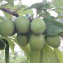 대랑농장 이미지