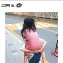 현대고양이 - 용인시 기흥구 신갈로 20-1 | 현대고양이