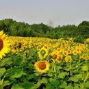 함안 법수 강주리 해바라기 축제 이미지