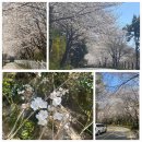 불막열삼 금곡화목점 이미지