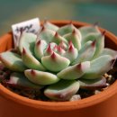 이쁜손톱 이미지