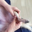 반려동물을 위한 천연아로마제품 원데이 클래스 이미지