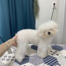 비비드봉 이미지