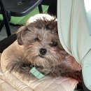 아로메리 이미지